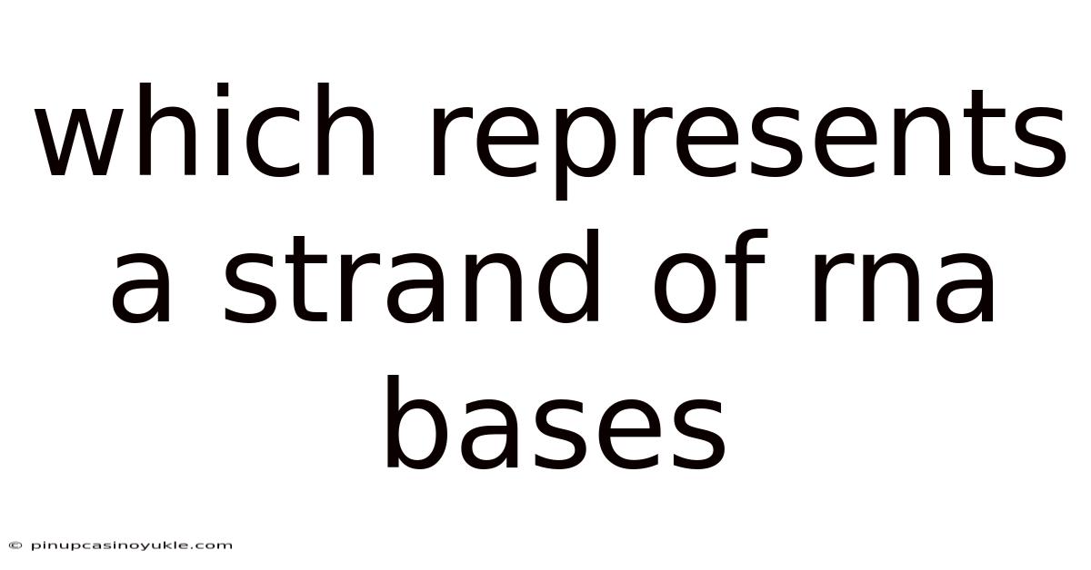 Which Represents A Strand Of Rna Bases