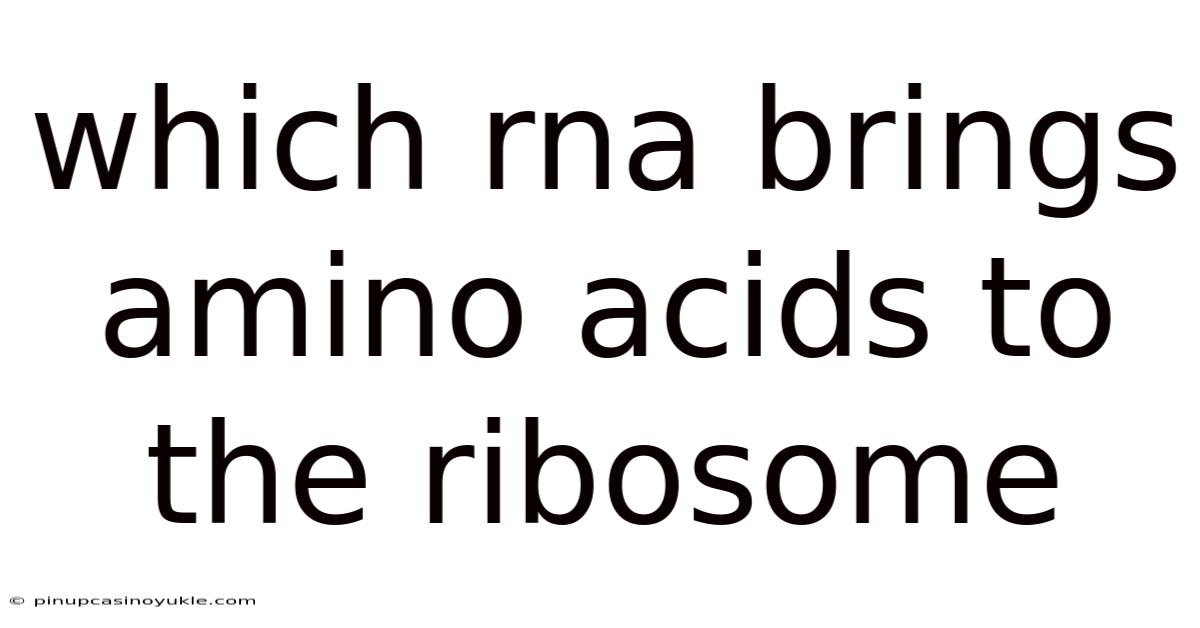 Which Rna Brings Amino Acids To The Ribosome