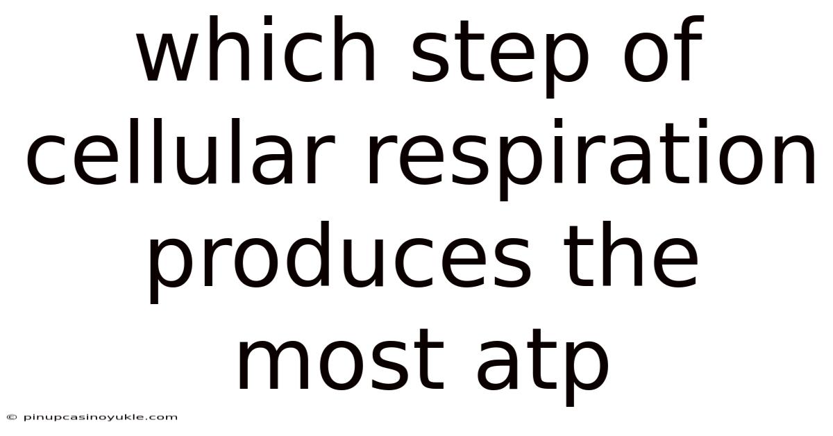 Which Step Of Cellular Respiration Produces The Most Atp