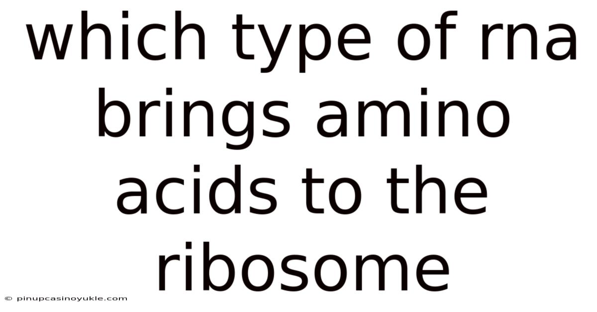 Which Type Of Rna Brings Amino Acids To The Ribosome