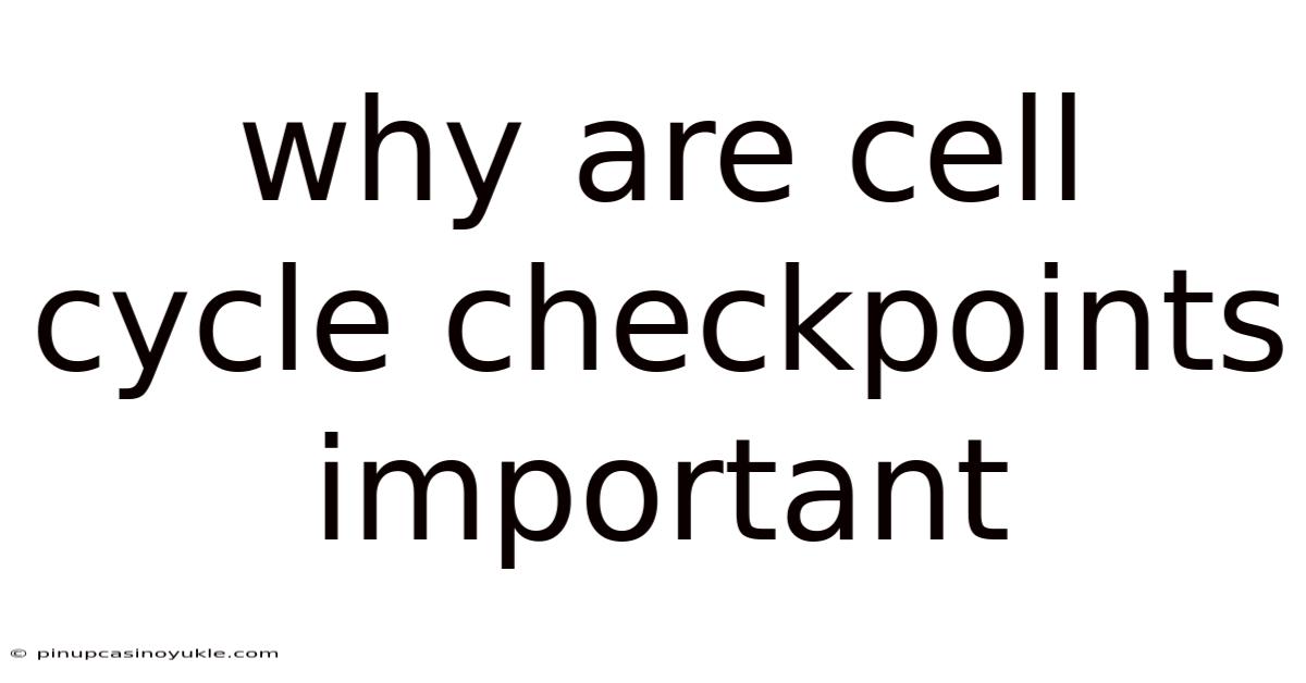 Why Are Cell Cycle Checkpoints Important