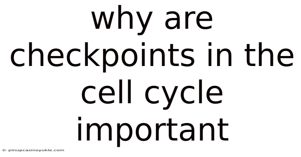 Why Are Checkpoints In The Cell Cycle Important