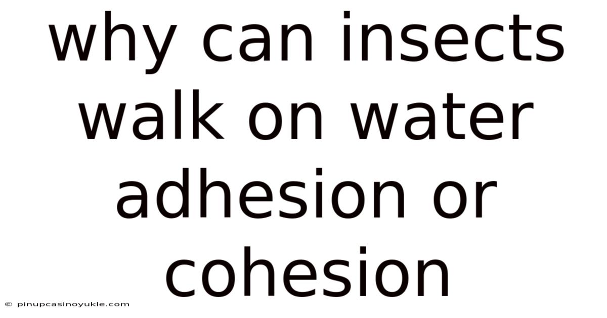 Why Can Insects Walk On Water Adhesion Or Cohesion