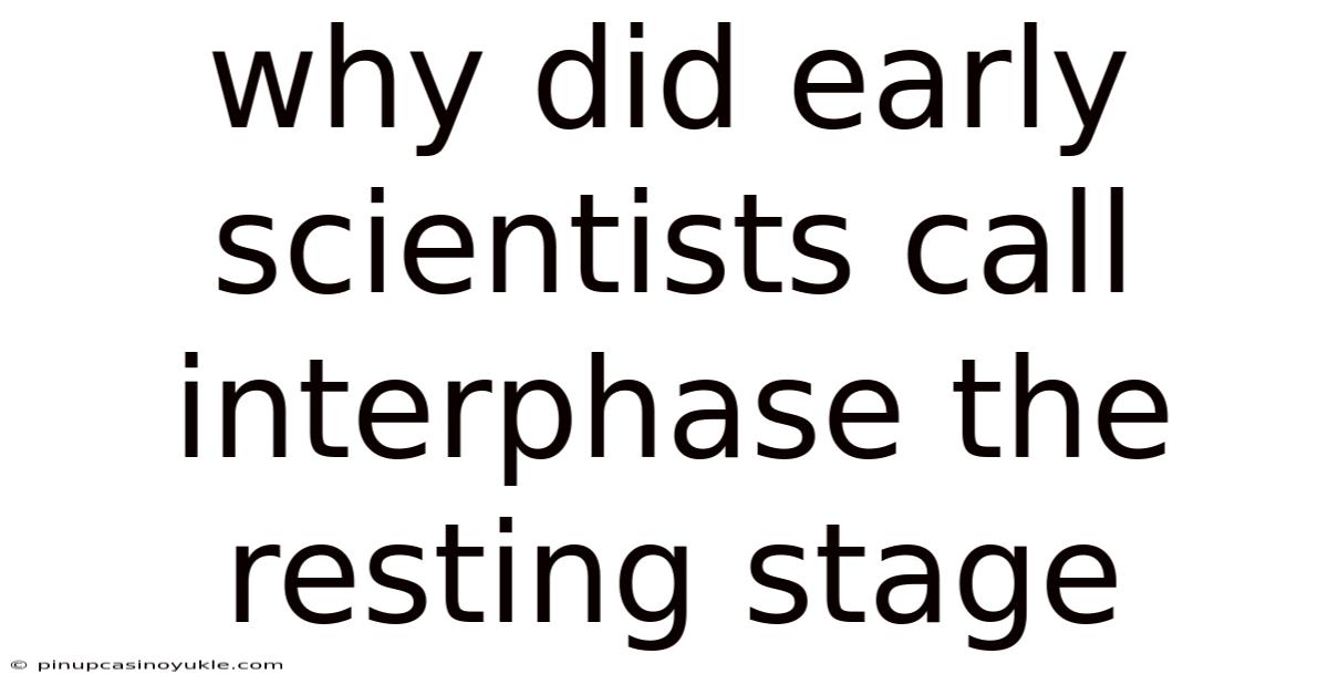 Why Did Early Scientists Call Interphase The Resting Stage