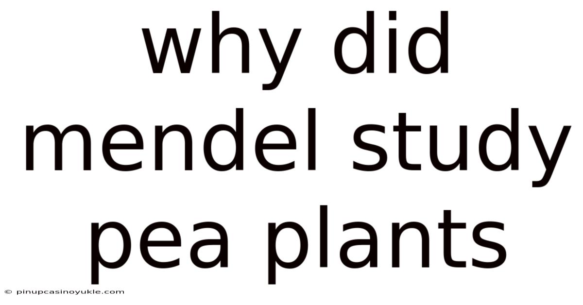 Why Did Mendel Study Pea Plants