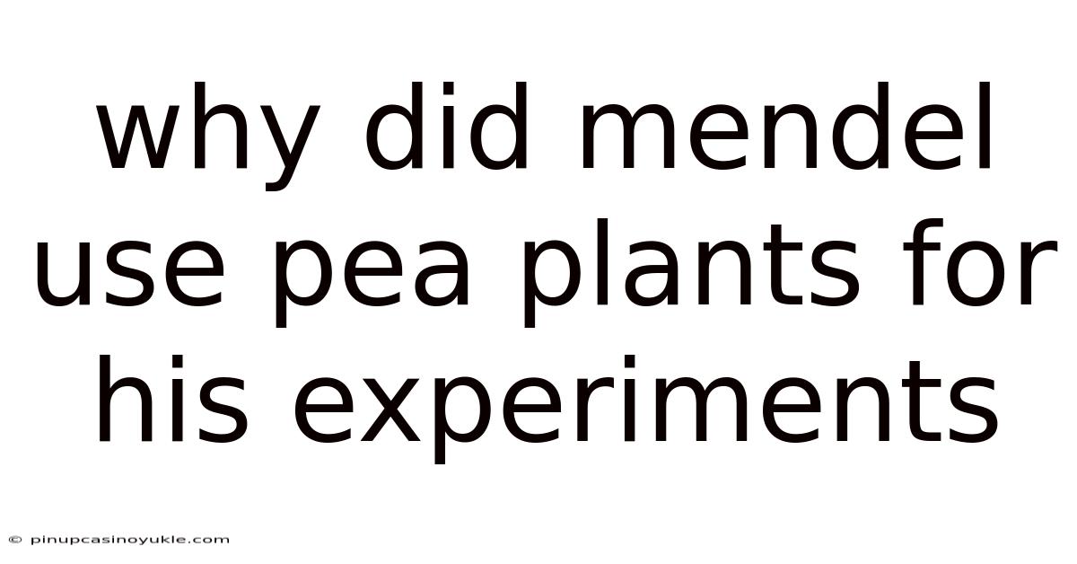 Why Did Mendel Use Pea Plants For His Experiments