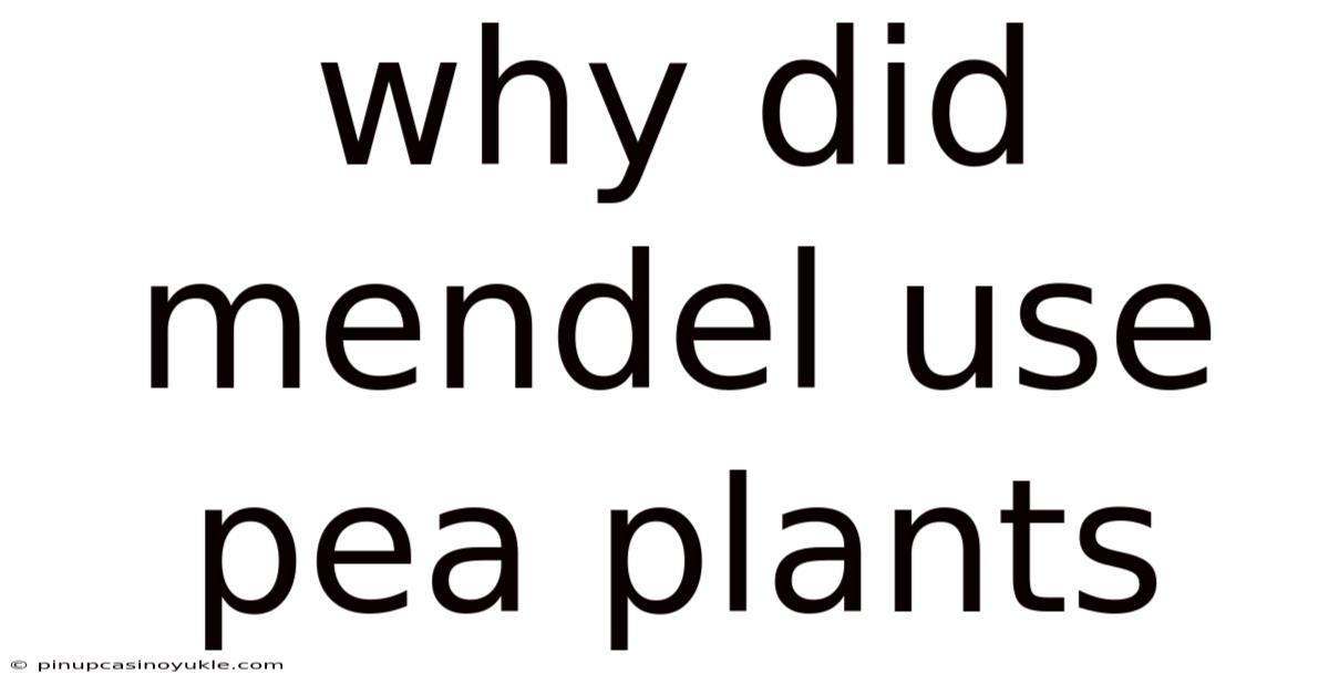 Why Did Mendel Use Pea Plants
