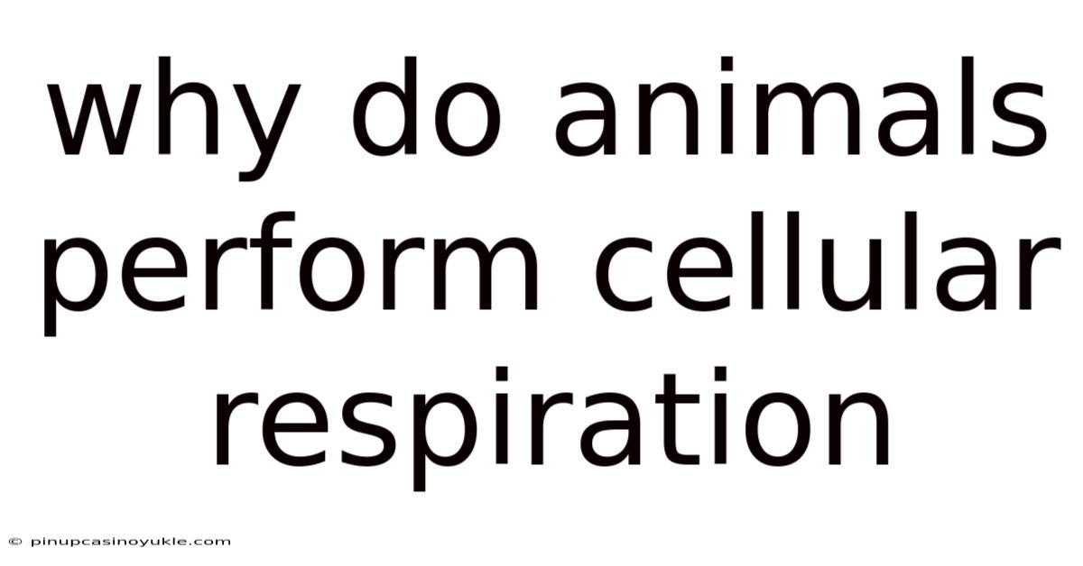 Why Do Animals Perform Cellular Respiration