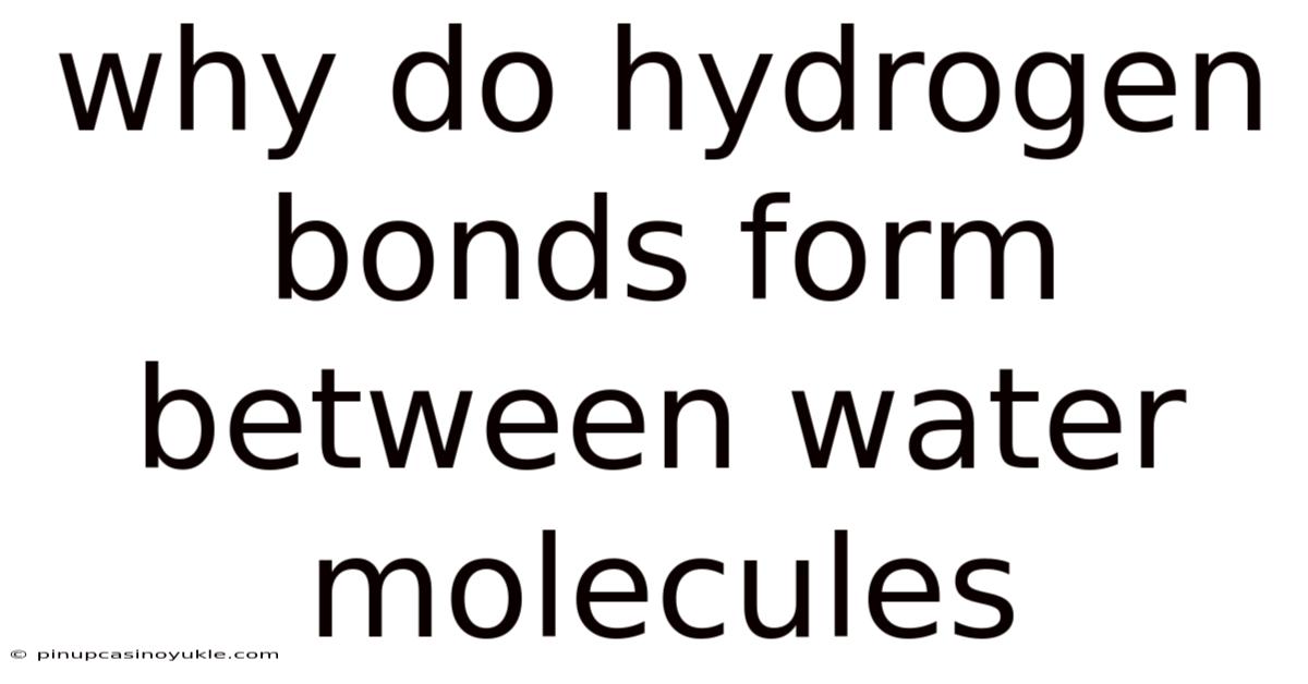 Why Do Hydrogen Bonds Form Between Water Molecules