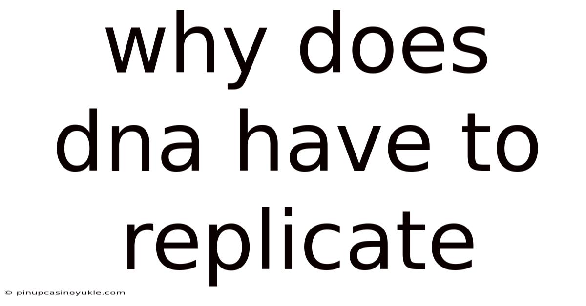 Why Does Dna Have To Replicate