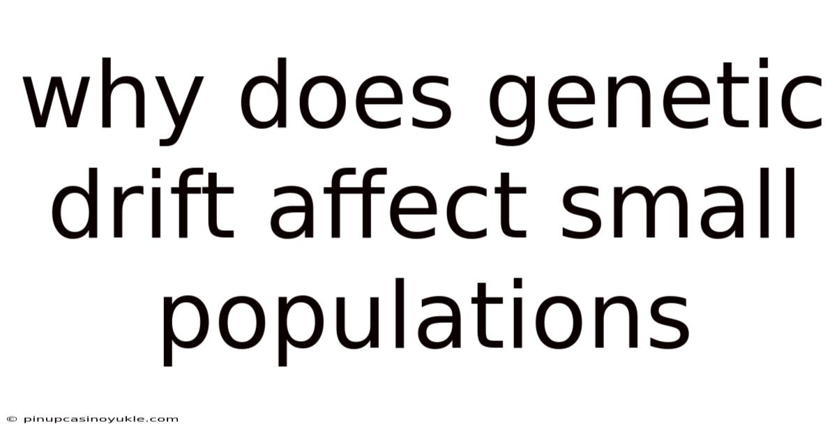 Why Does Genetic Drift Affect Small Populations