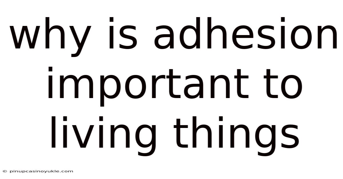 Why Is Adhesion Important To Living Things