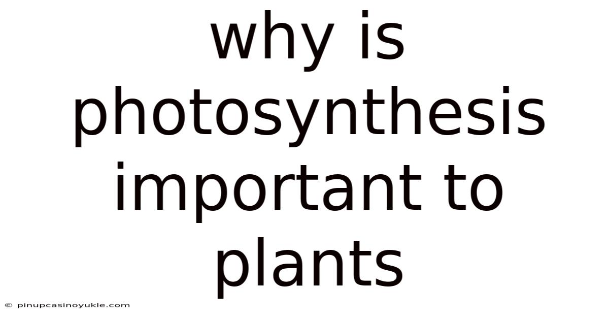 Why Is Photosynthesis Important To Plants