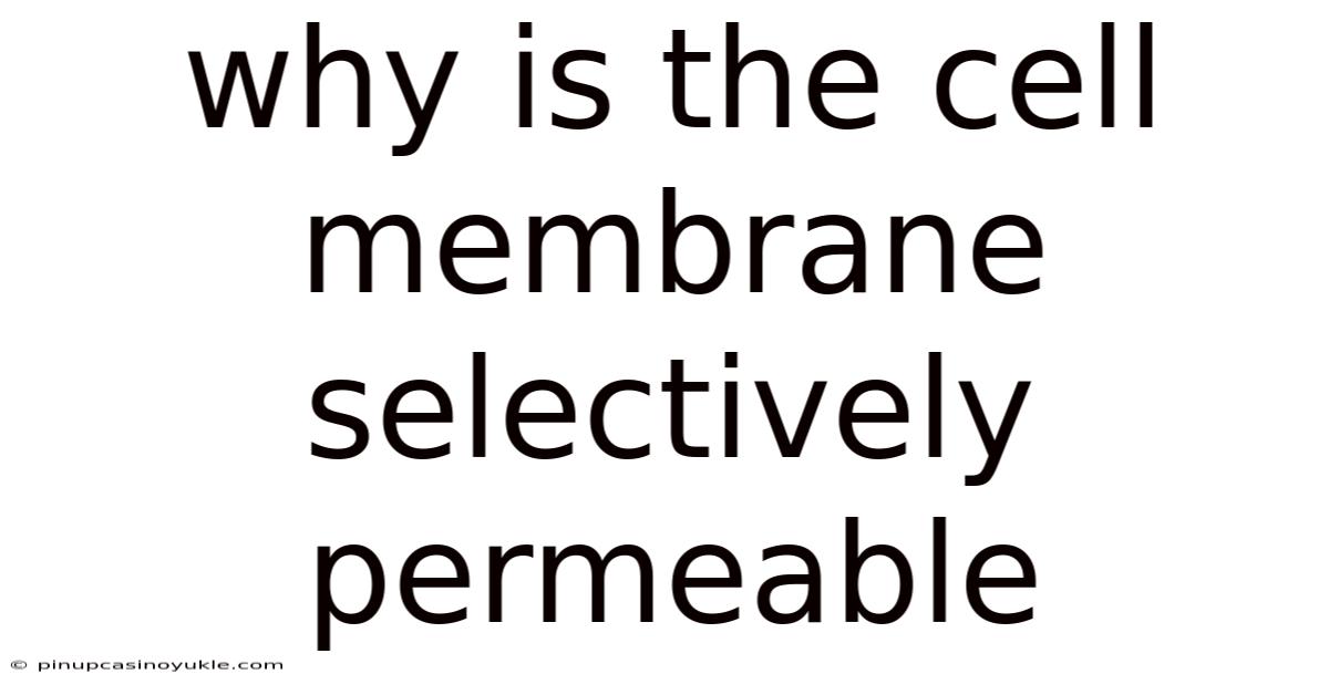 Why Is The Cell Membrane Selectively Permeable