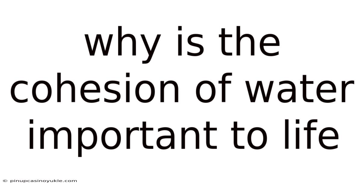 Why Is The Cohesion Of Water Important To Life