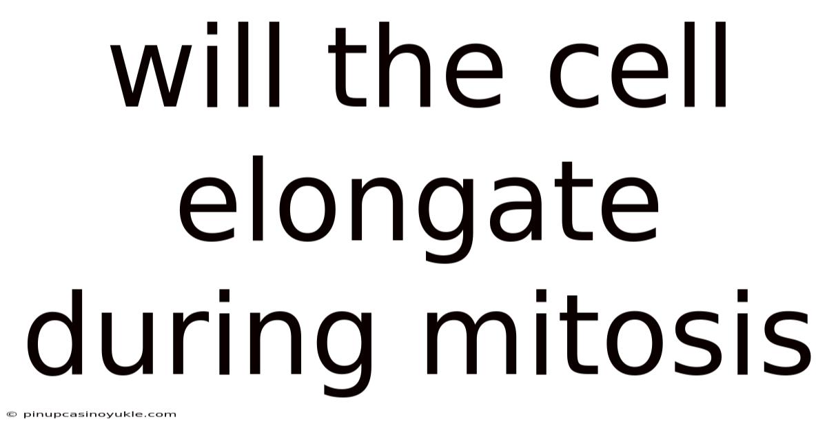 Will The Cell Elongate During Mitosis