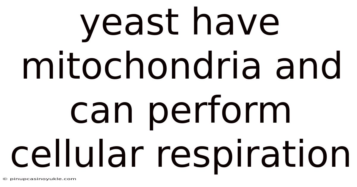 Yeast Have Mitochondria And Can Perform Cellular Respiration